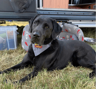 Dog Bandana