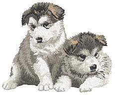 Alaskan Malamute 2