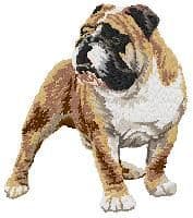 American Bulldog 2