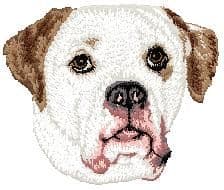American Bulldog