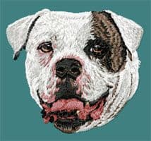 American Bulldog 3