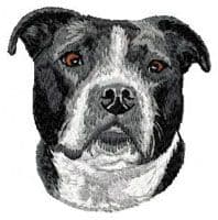 American Bulldog 4