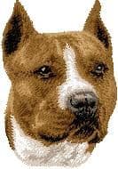 American Staffordshire Terrier