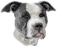 American Staffordshire Terrier 4