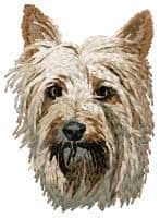 Australian Silky Terrier 2