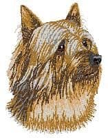 Australian Silky Terrier 3