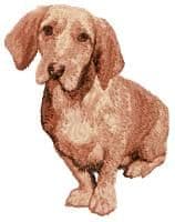 Basset Fauve de Bretagne