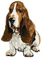 Basset Hound 4
