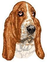 Basset Hound 5