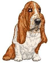 Basset Hound 6