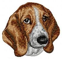 Basset Hound 7