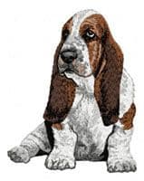 Basset Hound 8