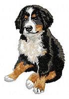 Bernese Mountain Dog 14