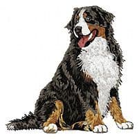 Bernese Mountain Dog 16