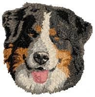 Bernese Mountain Dog 9