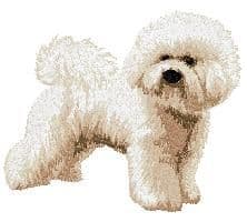 Bichon Frise 2