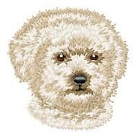 Bichon Frise 4