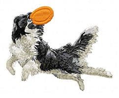 Border Collie 12