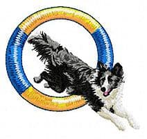 Border Collie 13