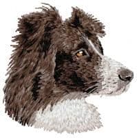 Border Collie 5