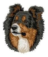 Border Collie Tricolour 6