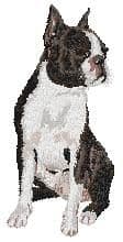 Boston Terrier 2