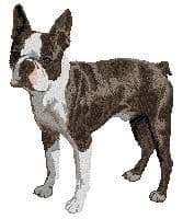 Boston Terrier 4