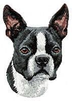 Boston Terrier 5