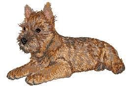 Cairn Terrier 2