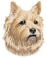 Cairn Terrier 3