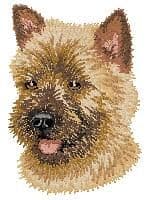 Cairn Terrier 4