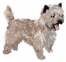 Cairn Terrier 6