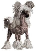 Chinese Crested Dog 6