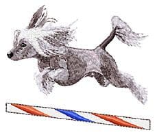 Chinese Crested Dog 8