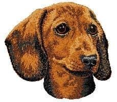 Dachshund 10