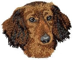 Dachshund 11