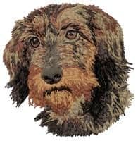 Dachshund 14