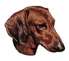 Dachshund 17