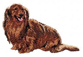 Dachshund 19