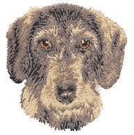 Dachshund 4