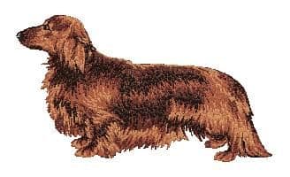 Dachshund 5