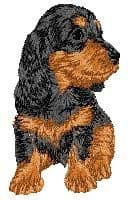 Dachshund 6