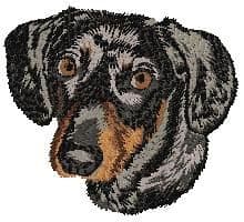 Dachshund 9