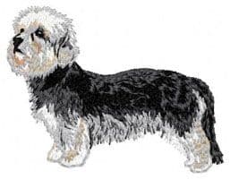 Dandie Dinmont Terrier 2