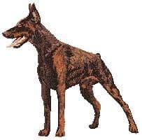 Dobermann 4
