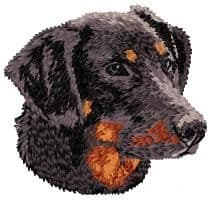 Dobermann 7