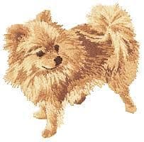 Dwarf Spitz