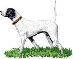 English Pointer