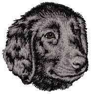 Flat-Coated Retriever 2