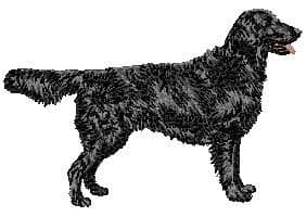 Flat-Coated Retriever 3